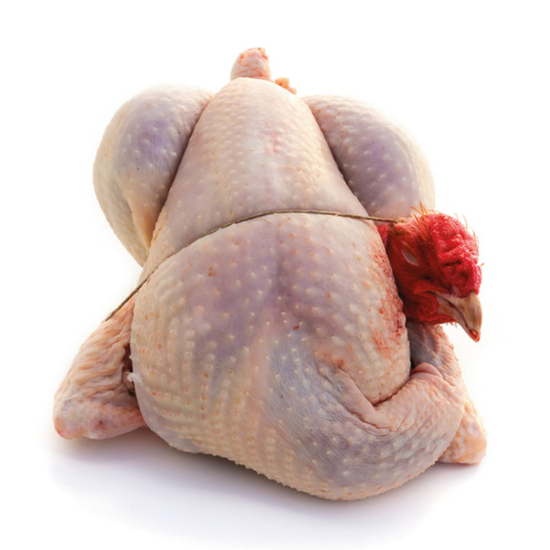 Dinde tradition PAC avec tête et pattes env. 3.900 KG